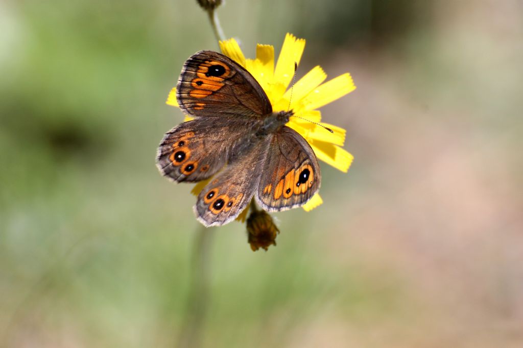 Lasiommata petropolitana, questa volta non ci sono dubbi!